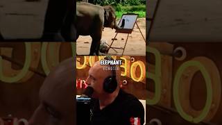 Joe Rogan Can't Believe This Elephant Can Draw Itself