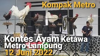 Kontes AYAM Ketawa METRO Lampung - laughing chicken