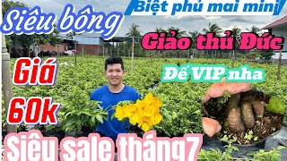 Mai vàng giá rẻ p8☎️0348864584 gặp Thái🌲Biệt phủ mai mini Siêu bông bình lợi giảo thủ Đức giá 60k🌲