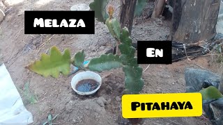 🌵USO de la MELAZA en cultivo de pitahaya| ventajas de este potente fertilizante |