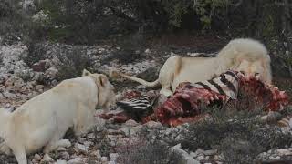 Lion´s breakfast in Sanbona Wildlife Reserve - Zebra on the menu