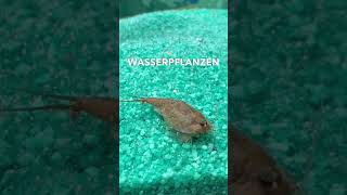 Wasserpflanzen im #triops Aquarium