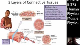 Bi275 Lecture 9 (022618): Muscle Physiology pt. 1