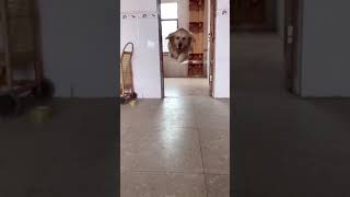 he is flying 👍👍👍   /funny video/ animals/ {Giraffe King}