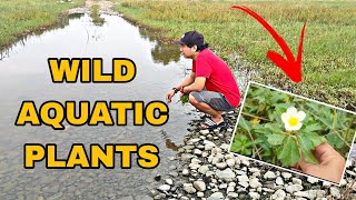 Bumalik ako para kumuha ulit ng wild aquatic plants PERO ETO INABUTAN KO😱after 1 year nakabalik din😊