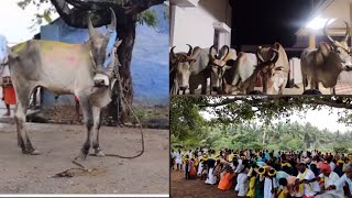 Mattu Pongal| Next day to mattu Pongal in our village |Traditional | Entertain everyone