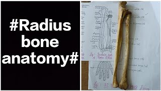 Radius bone of anatomy