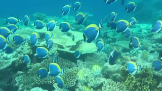 Maledives snorkeling Powder Blue Tang Dory swarm Malediven schnorcheln Weißkehl Doktorfische Dorie