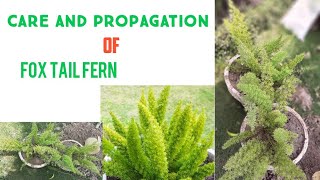 Care and propagation of fox tail ferns