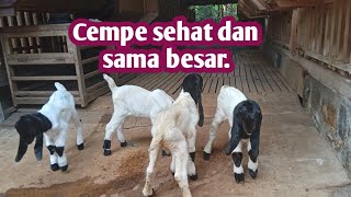 CARA MERAWAT CEMPE BIAR SAMA BESAR || NM FARM