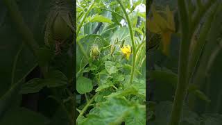 How my tomato fruits are on my first tomato farming attempt / Subscribe for organic content #shorts