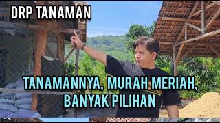 TANAMANNYA  MURAH MERIAH DAN BANYAK PILIHAN