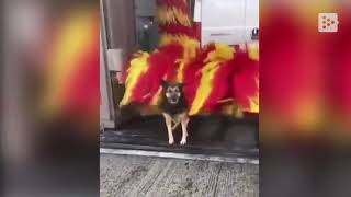 El perro que aprovecha el car wash de coches para darse un masaje gratis