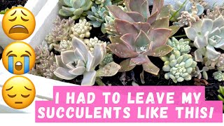 How I leave my succulents when we go for holidays - You have to do this!