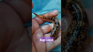 Ikan Chana Limbata granit #fishing #fishaquarium #predatorfish #fish #cat #snakeheadfish #lol #short