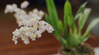 Почти ТВИНКЛЬ. Уход за орхидеей Oncidium Tsiku Marguerite 'Romantic Fantasy' / Вып. 11