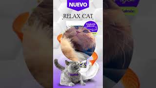 Relax Cats