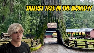 I Found The Tallest Tree! | Road Trip Across America Pt 15