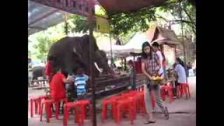 Ayutthaya-und-seine-Elefanten.flv