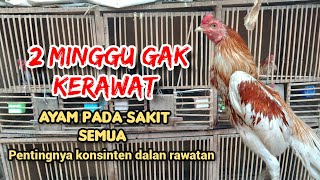 KAYA GINI GAEESS.! jika ayam di rawat asal makan doang.