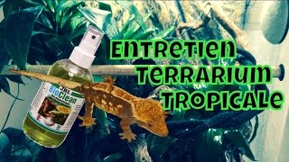 Entretien terrarium tropicale de mon gecko a crete avec bioclean