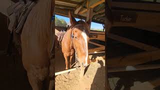 Everyone meet Tucker! ❤️🐎 #shorts  #horse #fun