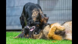 Humans' Fatal Encounters with Aggressive Dogs! #ResponsibleDogOwnership #Animals #Pets  #Loyalty