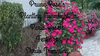 Pruning/ Planting Moonlight in Paris Rose/Fertilizing/Trimming [ Zone 7B Gardening Waldorf MD.]