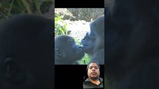 Gorilla baby kissing Mummy gorilla love bonding 😍🦍🤩 #gorilla #gorillatag #trendingshorts #trending