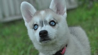 Baby Alaskan Klee Kai Puppies Bouncing