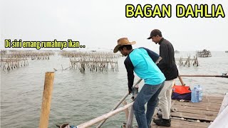 Strike ikan lebar yang membuat mereka tersenyum lebar || Mancing Bagan Tanjung kait