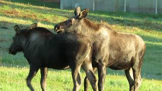 The Curious Calves