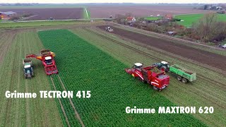 Grimme Tectron & Maxtron working in one field | Celeriac Harvest / Knolselderij | Vrolijk Landbouw