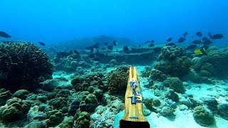 Panah Ikan Di Karang Dangkal | Clear Water