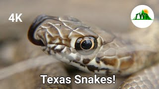 The Desert Snakes of Texas Pt. 2: Coachwhip Encounter! (4K)