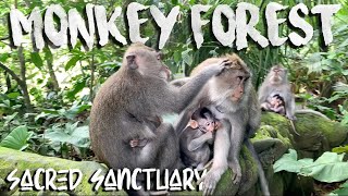 Monkey Forest Sanctuary in Ubud, Bali (Monkeys EVERYWHERE!)