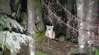 Cougars near Port Renfrew (Harris creek)