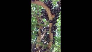 Jabuticaba - #shorts