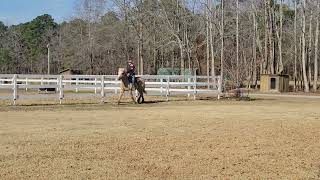 Palomino Gelding