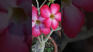 Glowing flower! #flowers #garden #spring #hobby #adenium