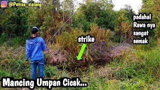 sangat ampuh!! mancing ikan gabus haruan pakai umpan cicak