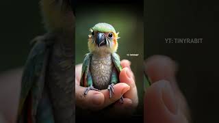 Adorable Baby Macaw