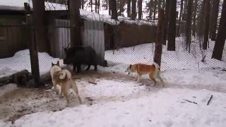 Притравка лаек на кабана.  pritravka huskies on boar.