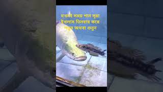 সূরা ইখলাস#islamicvideo #islamicshorts #viralvideos #viralsorts #youtubeshorts #foryou #highlight