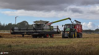 Canola Harvest 2022 I 2 Claas Lexion w/ MacDon FD140 & Convio 1230 I Idagaard