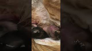 Miracle of Life Watch This Cat Give Birth to Her Adorable Kittens #shorts