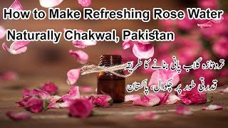 "DIY: How to Make Refreshing Rose Water Naturally | Chakwal, Pakistan Edition"