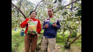 VƯỜN TÁO ĐỘC LẠ: QUẢ SAI, TO KHỦNG, MÃ ĐẸP, ĂN GIÒN NGỌT; KHÔNG RỤNG, HÉO QUẢ, RUỒI VÀNG, GÃY CÀNH