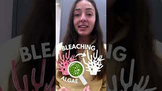 What is Coral Bleaching? #shorts #geology #science  | GEO GIRL