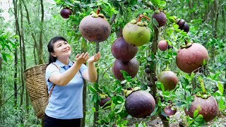 How to Harvest Mangosteen, goes To Market Sell - Harvesting and Cooking |Tieu Vy Daily Life